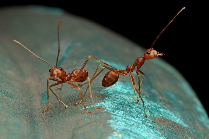 Estudio creó primer mapa global de diversidad de las hormigas
