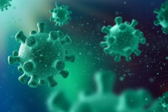 Nuevo virus tipo Henipavirus descubierto en China