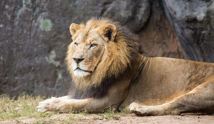León de 23 años murió en NC