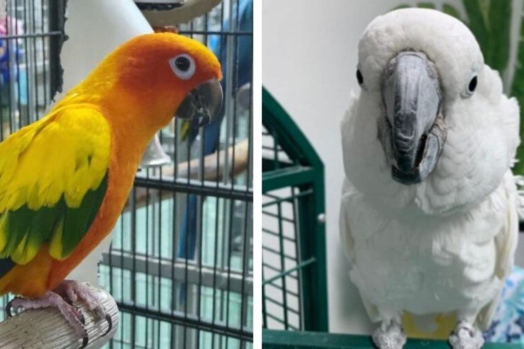 Jugosa recompensa por robo de decenas de aves exóticas