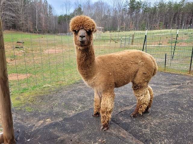 national-alpaca-farm-days