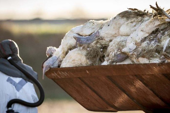 Arkansas sufre brote de gripe aviar altamente letal