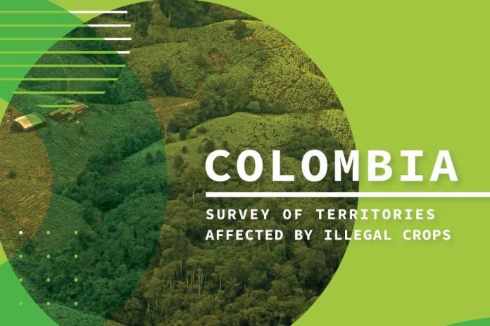 Cultivos de coca incrementaron un 43% en Colombia