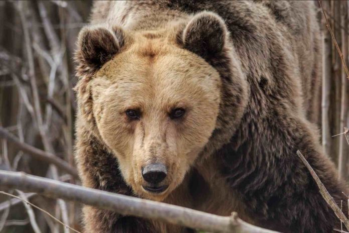 Dos hombres fueron víctimas de un ataque de oso pardo