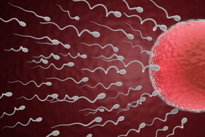 La verdad de cómo los espermatozoides llegan al óvulo