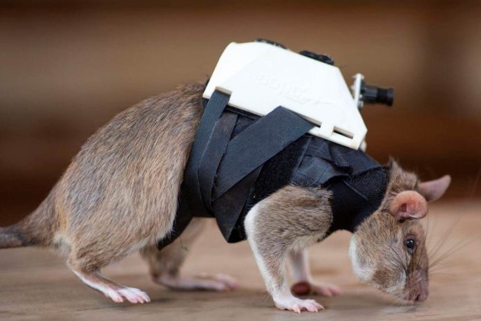 Ratas son equipadas con mochilas de alta tecnología