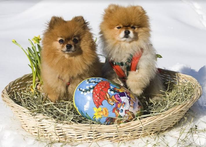 Adopción de perros y gatos sin cargo