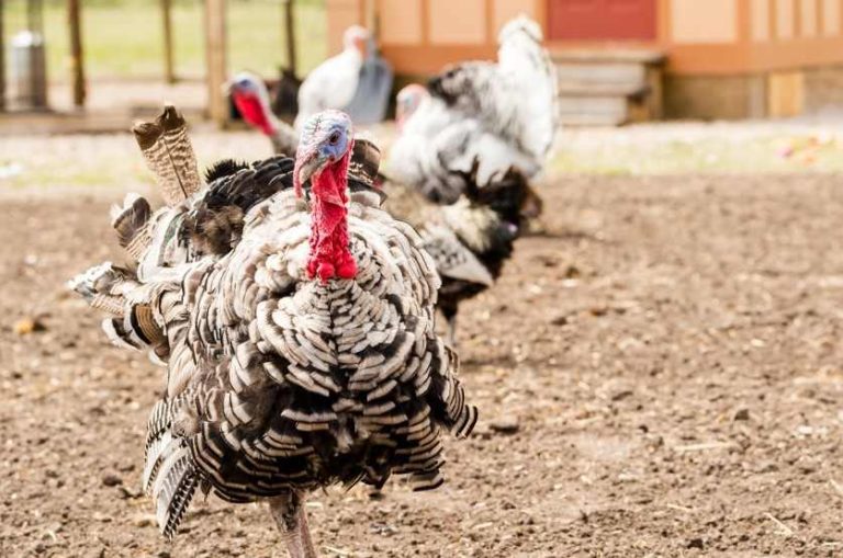 Nuevo récord de muerte de aves en EE. UU., por brote de gripe aviar