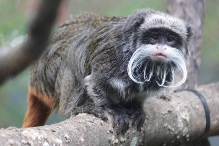 Desaparecieron dos monos titíes de zoológico