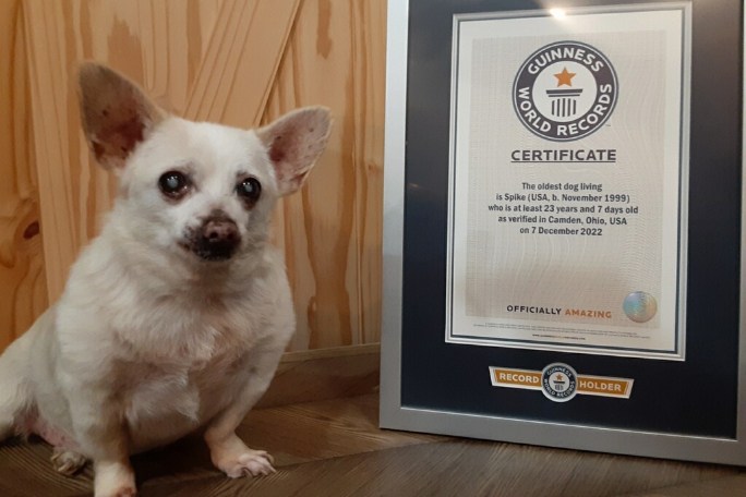 Spike obtiene el Guinness World Records como el perro vivo más longevo