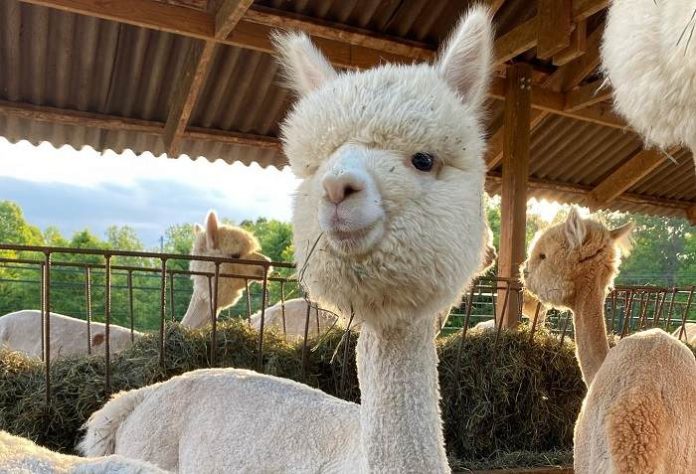 opcion-fin-de-semana-admira-las-alpacas-en-good-karma-ranch