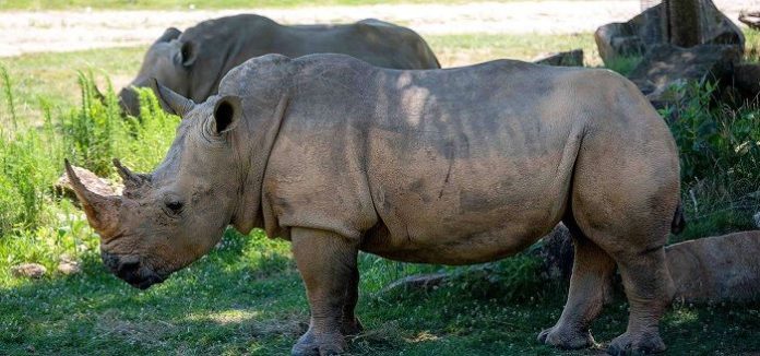 sacrificada-rinoceronta-de-north-carolina-zoo