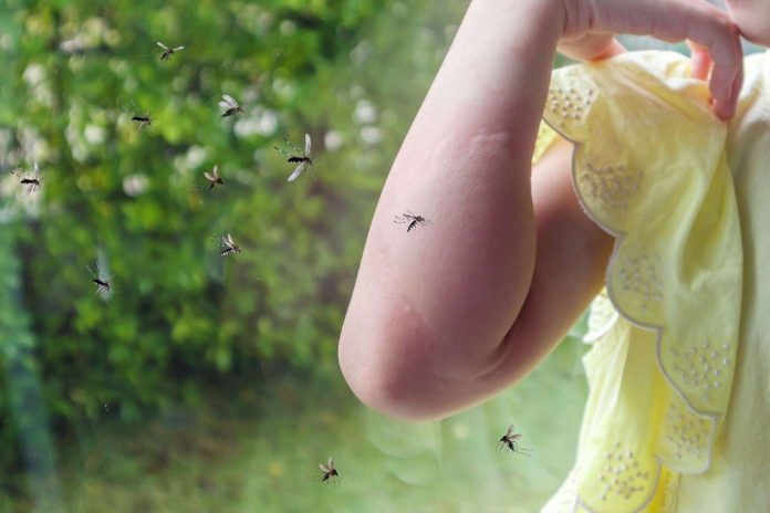 Autoridades de NC instan a combatir la picadura de insectos