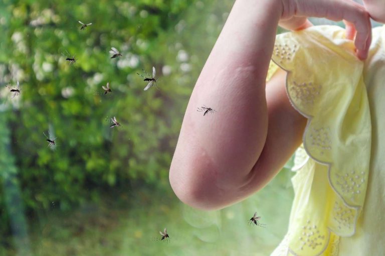 Autoridades de NC instan a «combatir la picadura» de insectos