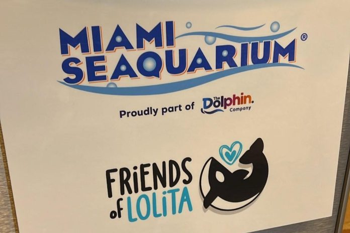 Miami Seaquarium liberará a la orca Lolita tras 50 años en cautiverio