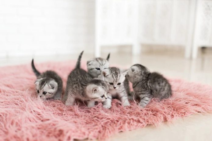 kitten-shower-colabora-con-el-cuidado-de-los-gatos