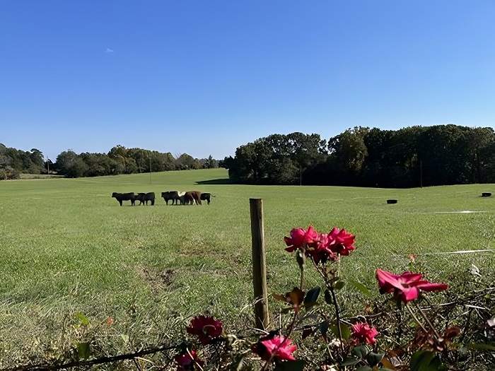 recorrido-por-spring-farm