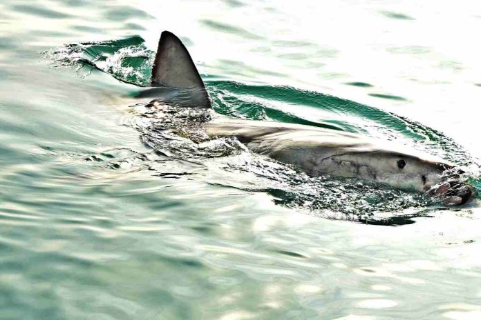 Turista fue devorado por tiburón mientras nadaba