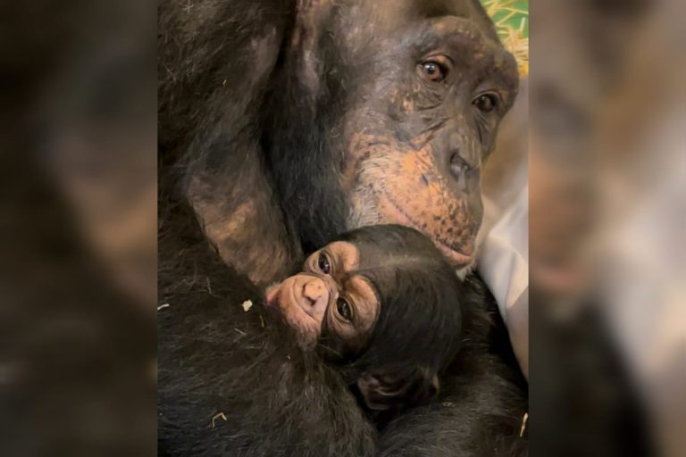 nace-chimpance-en-north-carolina-zoo