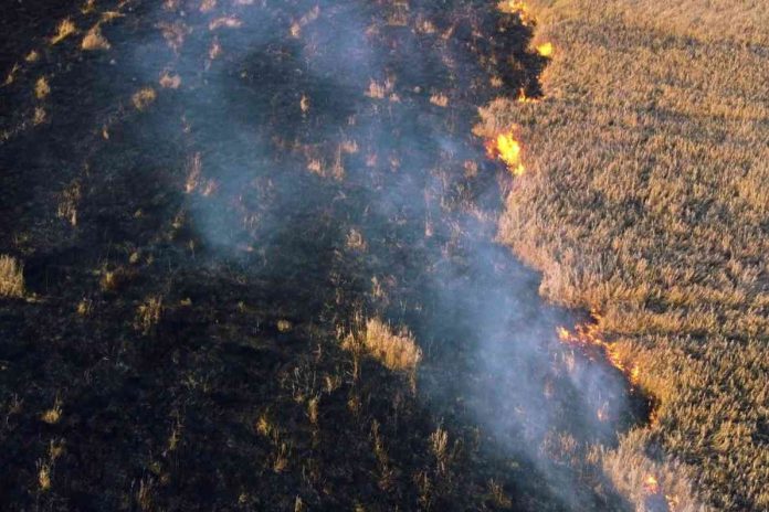 55 muertos por incendios forestales en Hawái