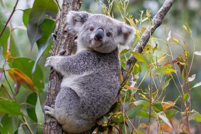 La koala Matilda predice quién ganará el juego entre Australia y Francia