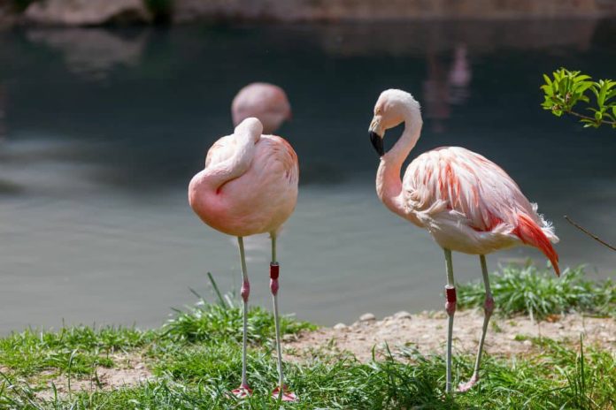 north-carolina-zoo-se-queda-sin-flamencos