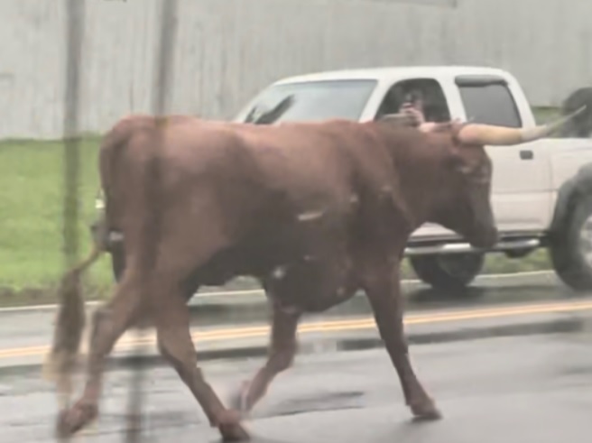 un-toro-anda-suelto-en-las-calles-de-charlotte