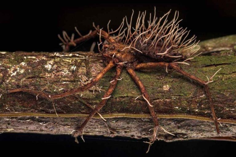 Biólogo español fotografía a una araña gigante parasitada con hongo zombie
