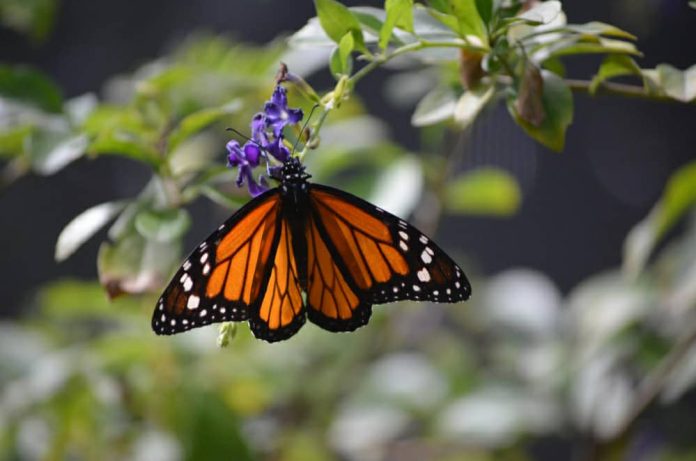 festival-en-nc-celebrara-a-la-mariposa-monarca