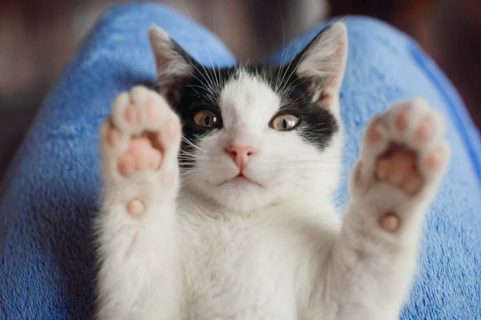 Día Nacional del Gato Consejos para proteger la vida de las mascotas