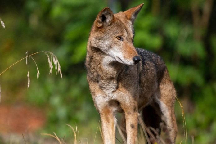 Lobo Rojo americano en peligro de extinción salvado por Zoo Point Defiance