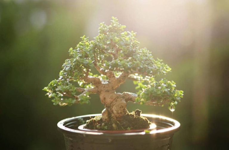 exposicion-muestra-la-belleza-del-bonsai