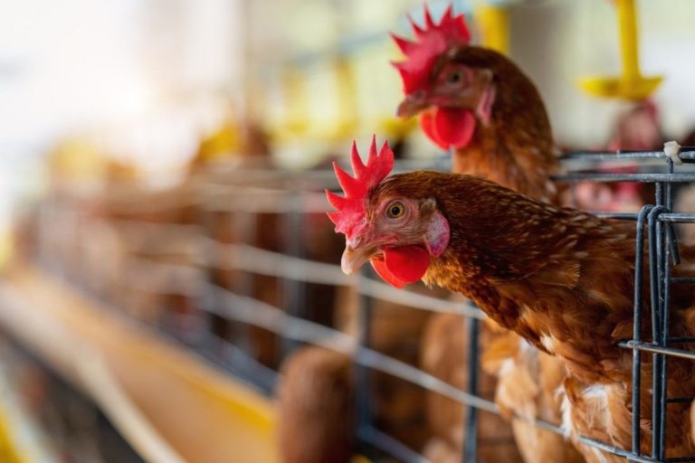 ¡Alerta! por el primer brote de gripe aviar H5N1