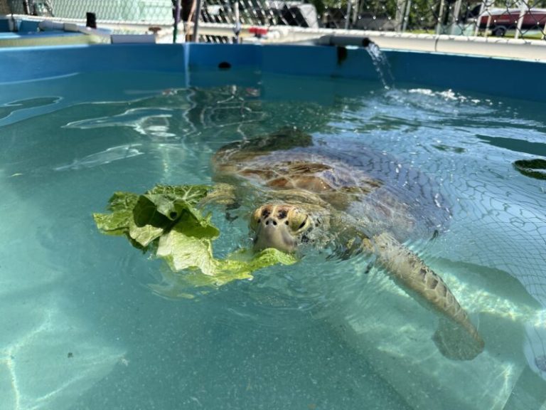 Liberan a dos tortugas marinas verdes en los Cayos de Florida