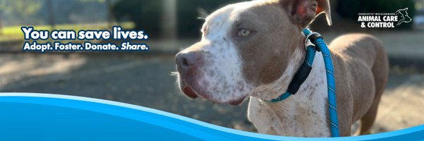 Animal Care & Control de Charlotte-Mecklenburg anunció que la nueva sección de adopción de perros de las perreras de la ciudad estará lista y disponible al público en breve.