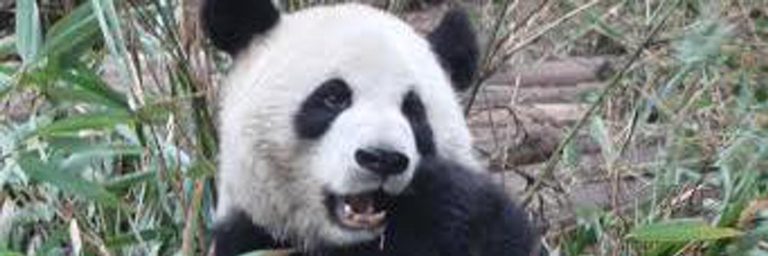 Dos hermosos osos pandan llegaran al Zoo de WC para finales del 2024