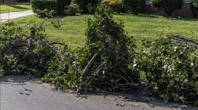 Autoridades de los Servicios de Residuos Sólidos de la ciudad de Charlotte informan que se están experimentando retrasos continuos en la recolección de desechos de jardín