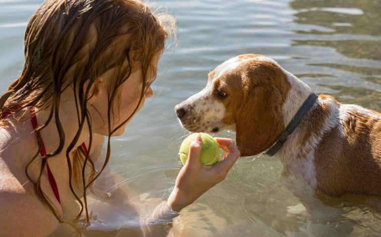 Atención: Ola de calor podría provocar la muerte de sus mascotas