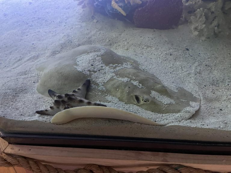 Muere mantarraya Charlotte, que se hizo famosa por embarazarse sin un macho