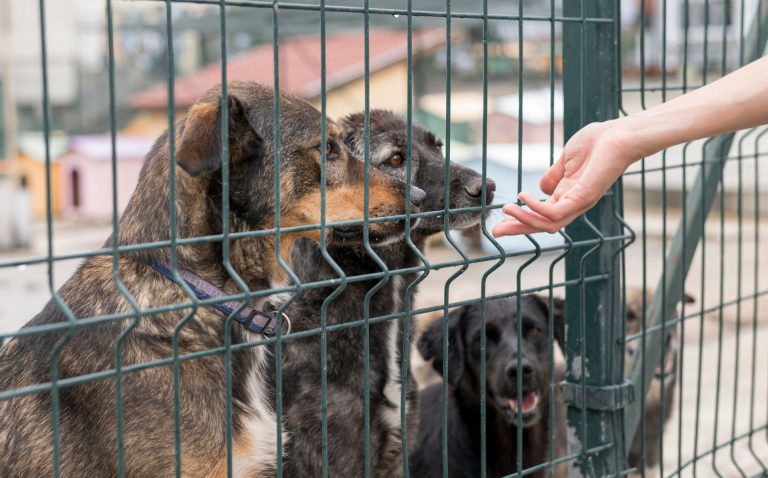 Alertan por capacidad limitada de refugio animal