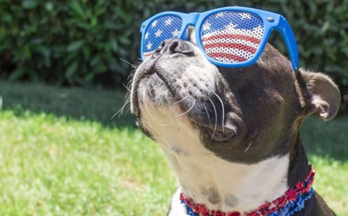 Cómo proteger a tus mascotas de los fuegos artificiales