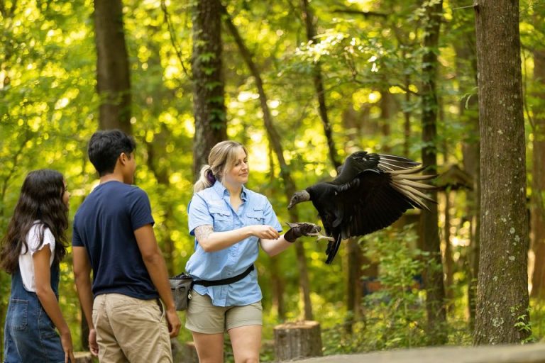 Opción Fin de Semana: Carolina Raptor Center liberará raptor rehabilitado