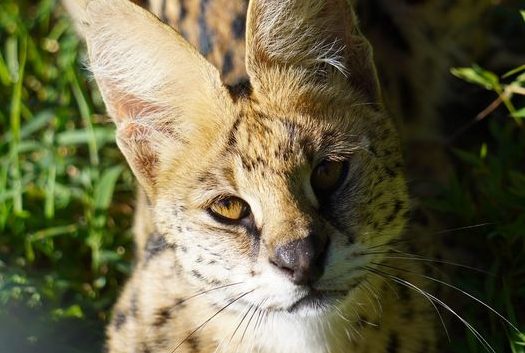 Rescataron a un Gato salvaje africano Serval después de incendio