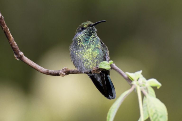 Opción Fin de Semana: Festival de Colibríes una tradición anual