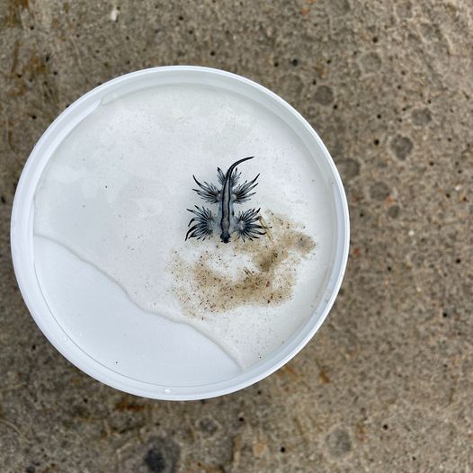 Autoridades en alerta por pequeños dragones azules venenosos en playas de NC