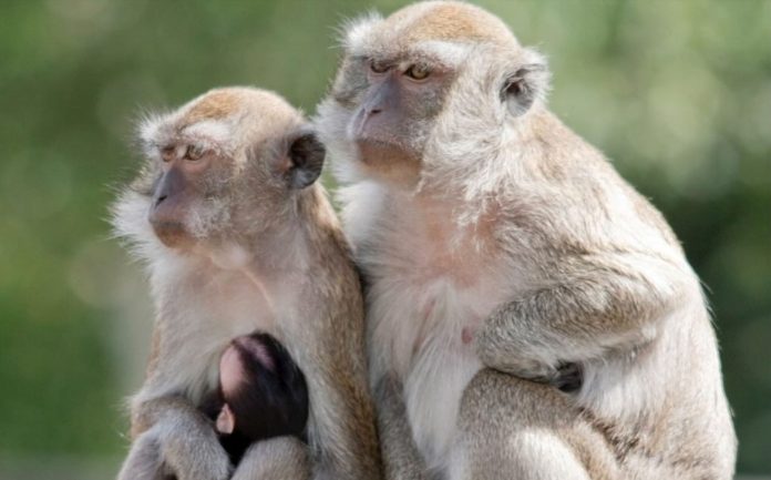 Alerta en SC por 43 monos que se escaparon de un laboratorio