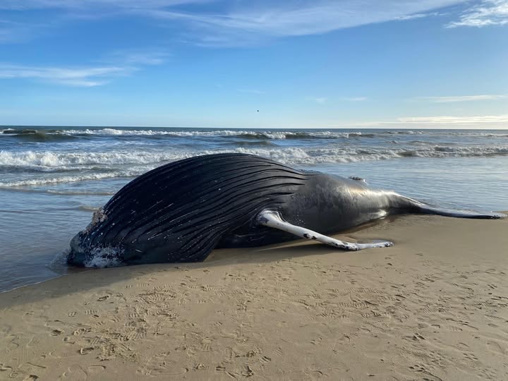 Hallazgo de una ballena en una playa de NC