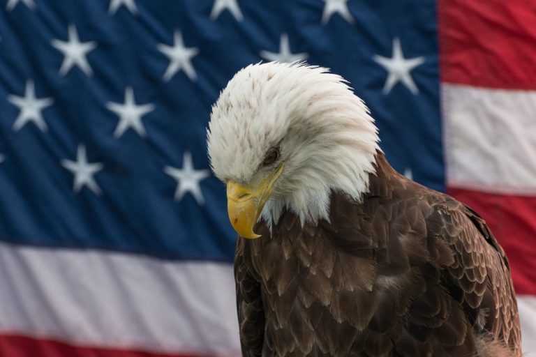 Biden decretó al águila calva como ave nacional de EE.UU.