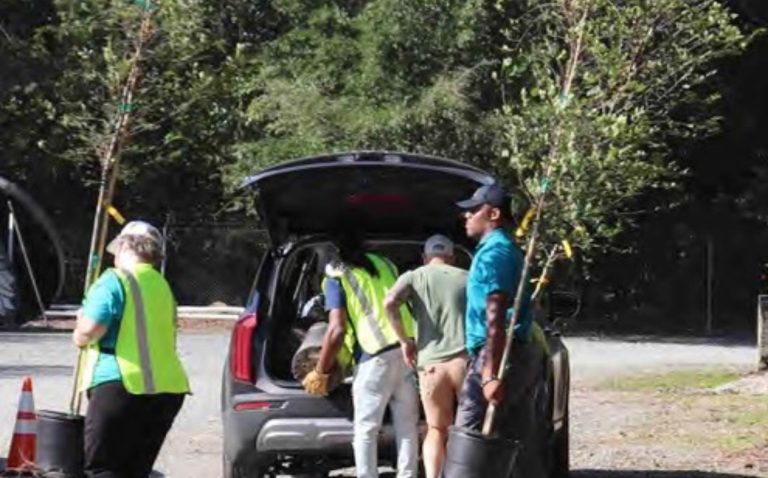 600 árboles gratis para los residentes del este de Charlotte