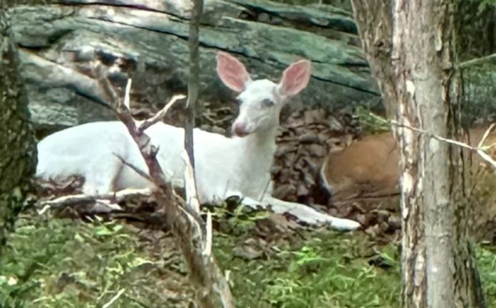 Zoológico de Carolina del Norte a bajo costo